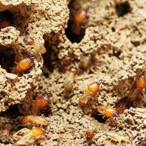 Trelona ATBS - Termite bait station and bait - 1 x Carton of 16 - New Technology